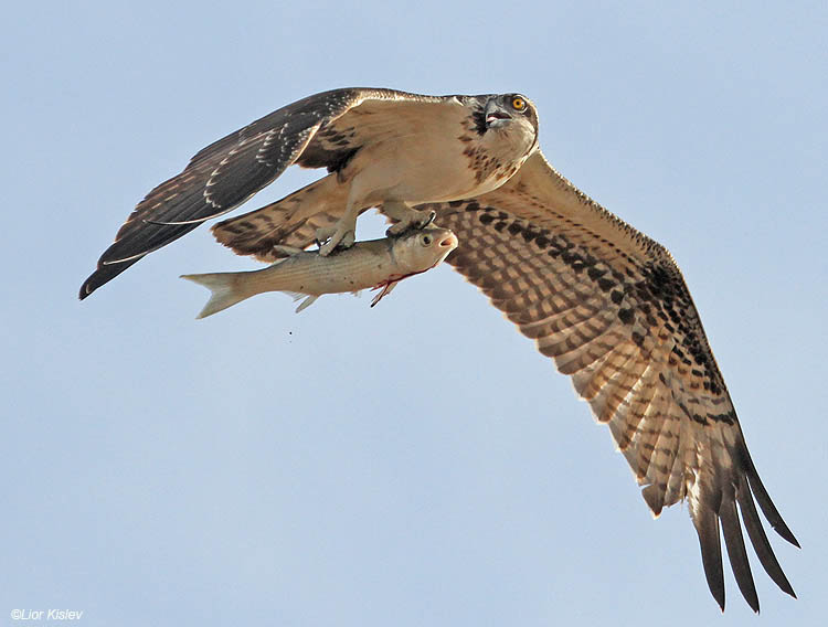   Osprey  Pandion haliaetus .Beit Shean valley,October 2010 Lior Kislev                                           